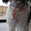 Fur baby gum nut dog